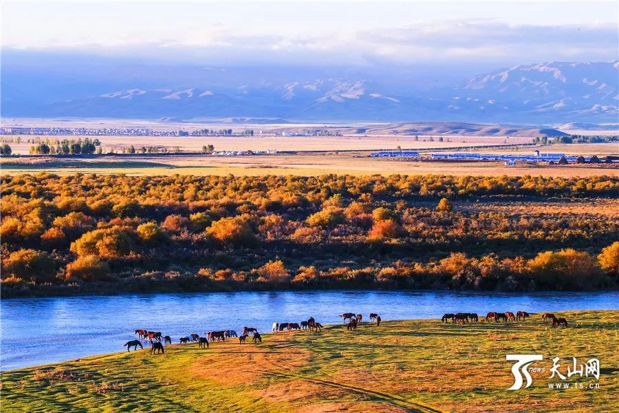 新疆,多元文化交融的璀璨明珠